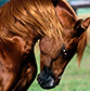 golden breath horse patient