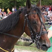 golden breath horse patient