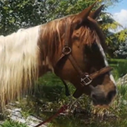 golden-breath horse patient