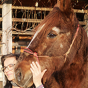 golden-breath horse patient
