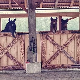 golden breath stable 